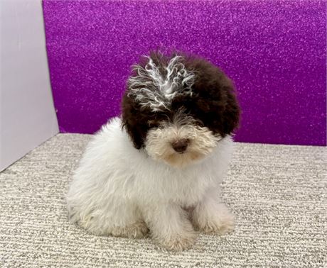 Shadows Poodle