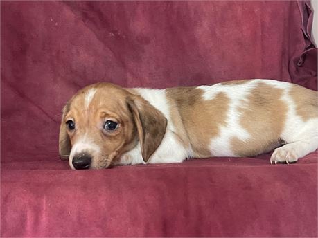 Male Dachshund