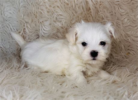 APRI Male Maltese