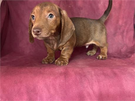 Male Dachshund