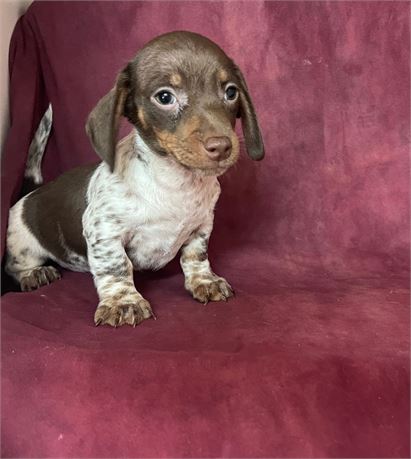 Male Dachshund