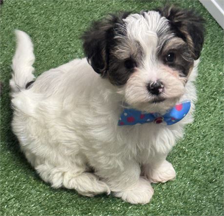 Adorable Male Morkie Black/Tan Parti