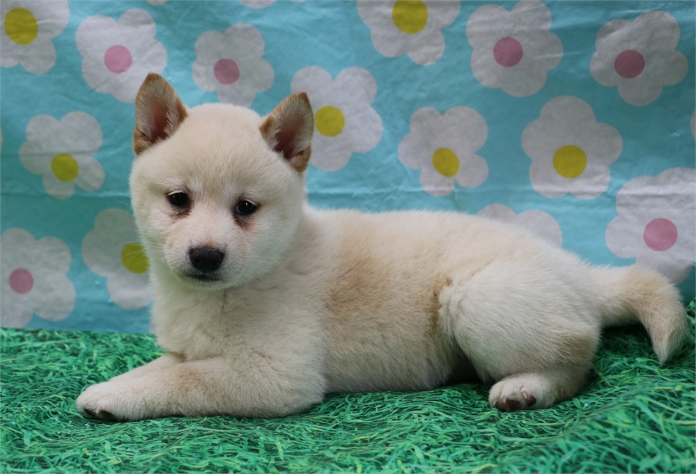Candace--Awesome Cream Female UABR