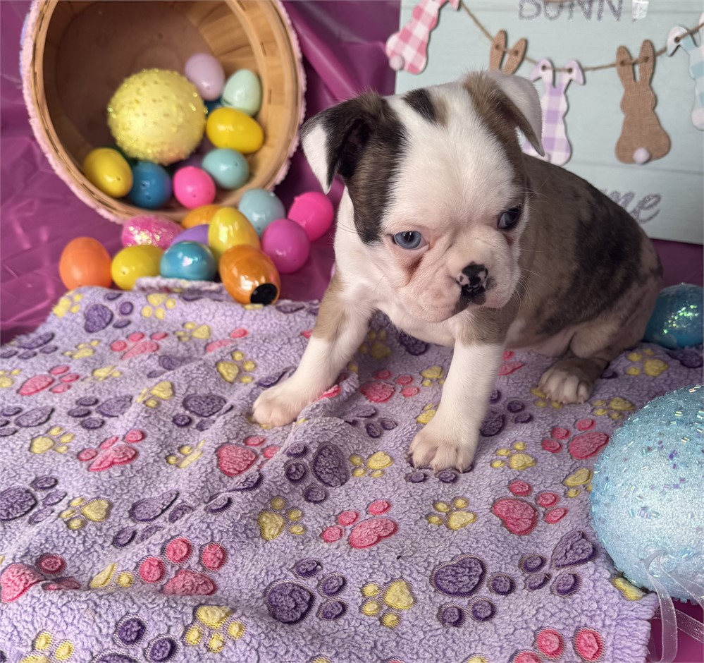 Unique Merle Female