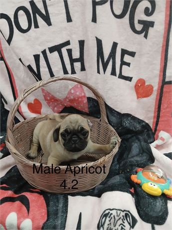 Handsome Apricot Fawn Male Pug