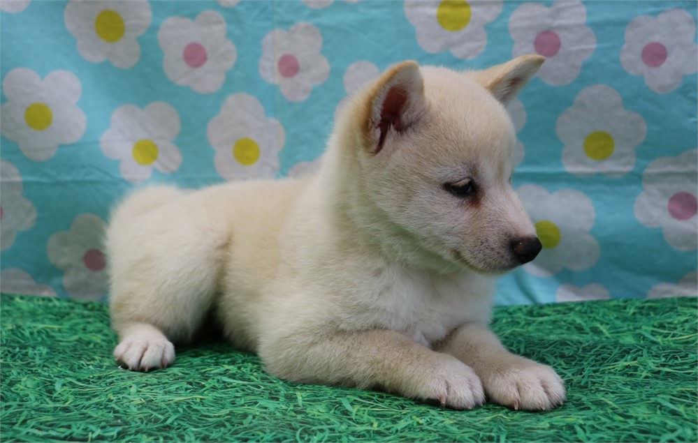Callie--Beautiful Cream Female UABR