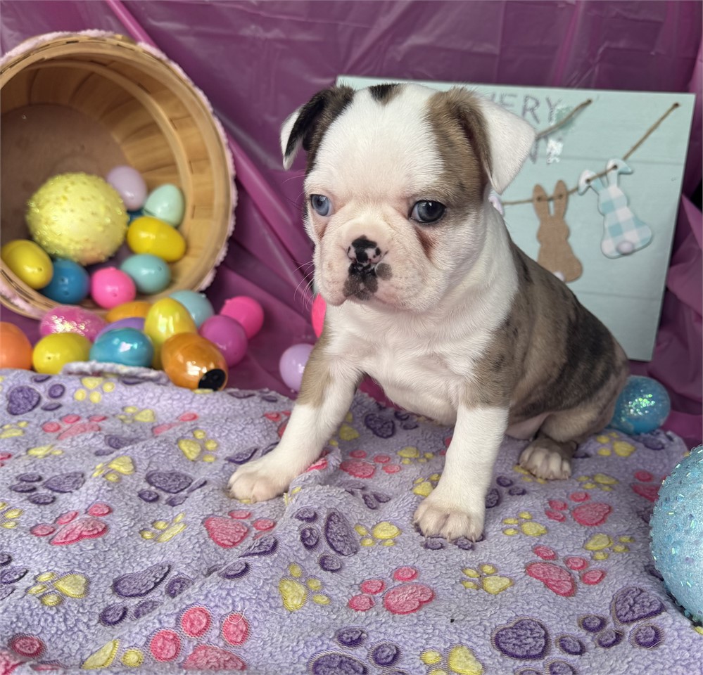 Unique Merle Female