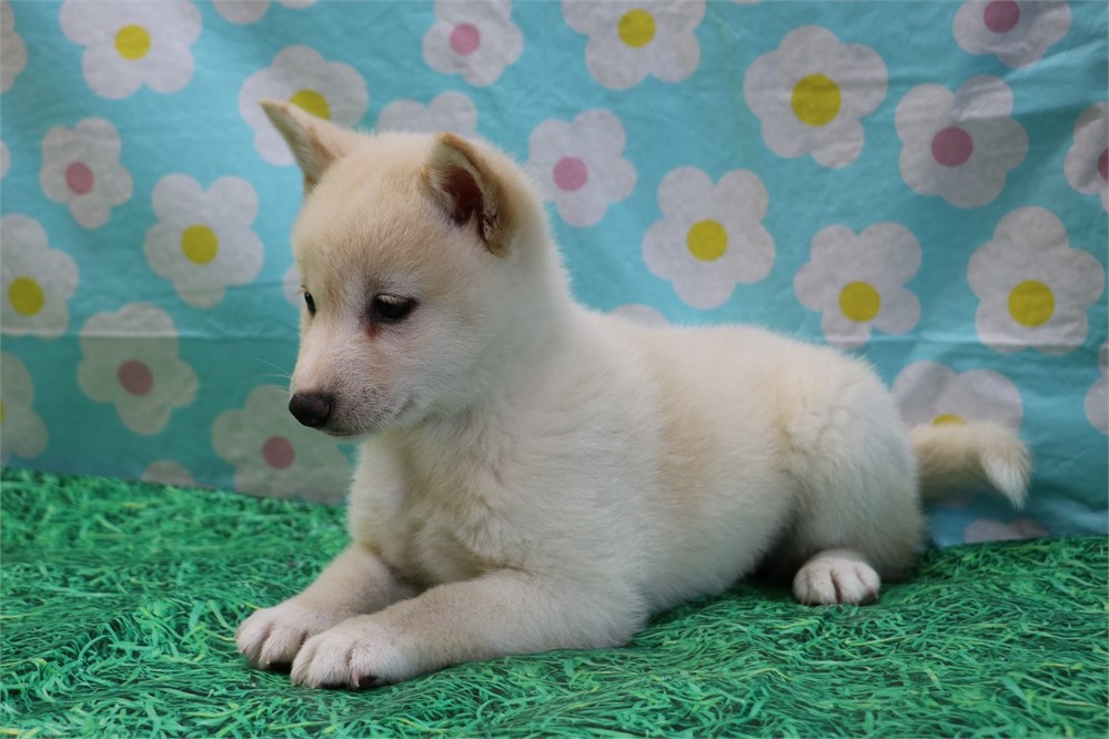 Callie--Beautiful Cream Female UABR