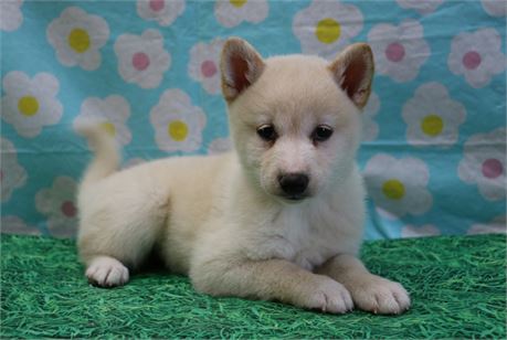Callie--Beautiful Cream Female UABR