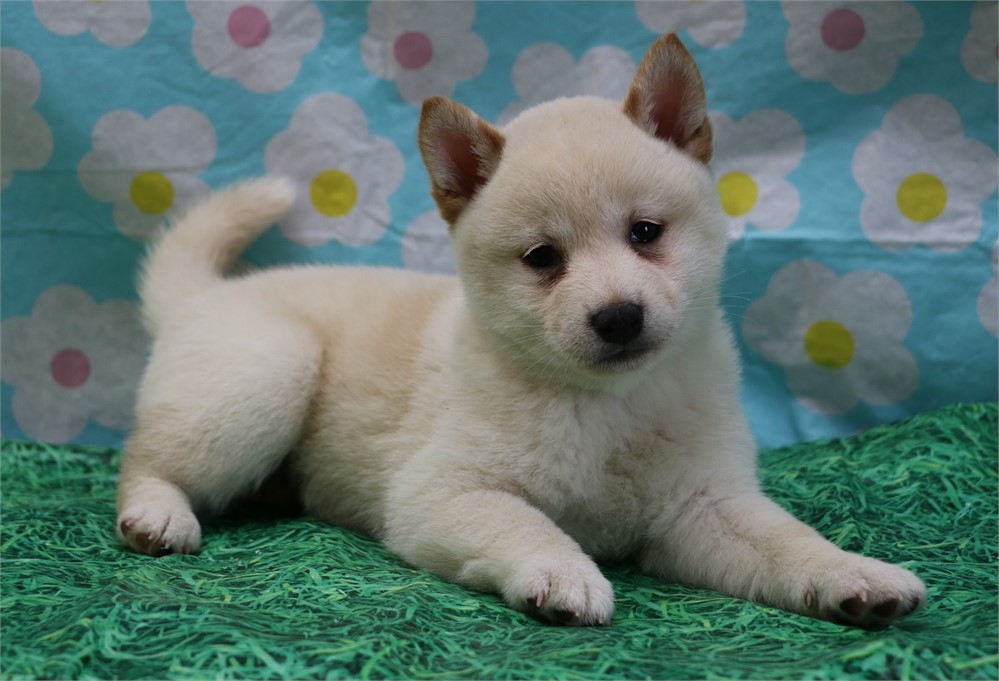Candace--Awesome Cream Female UABR