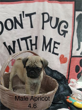 Handsome Apricot Fawn Male Pug