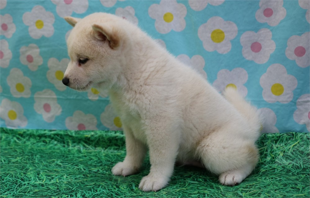 Clark--Handsome Cream Male UABR