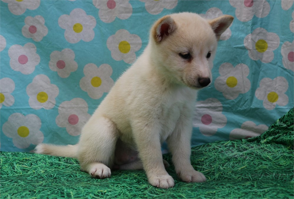 Callie--Beautiful Cream Female UABR
