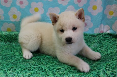 Clark--Handsome Cream Male UABR