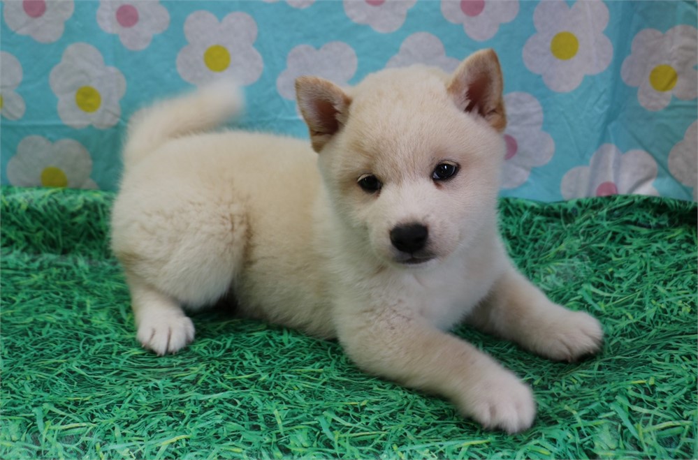 Clark--Handsome Cream Male UABR