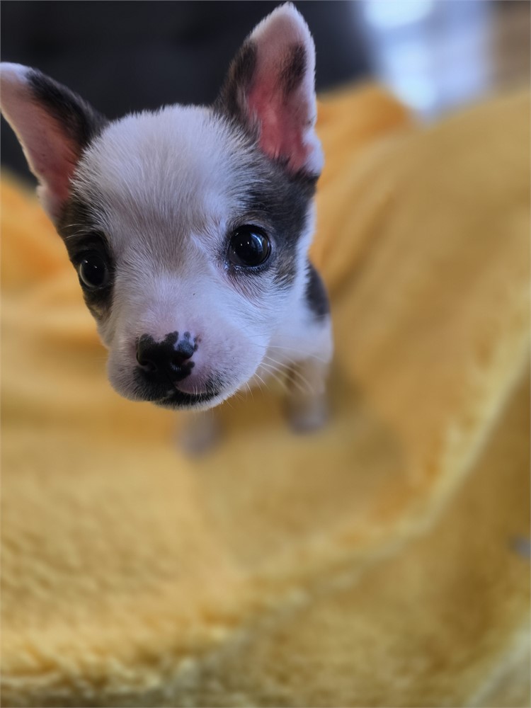 Male Boston Terrier/Corgi