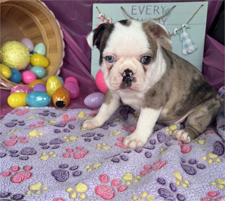Unique Merle Female