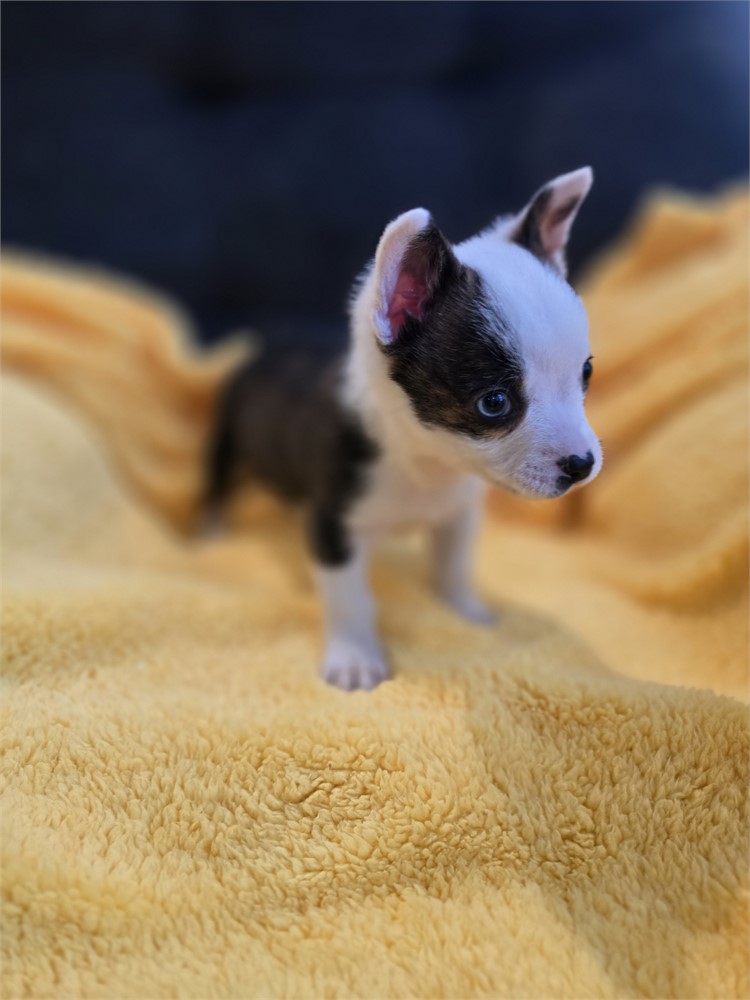 Male Boston Terrier/Corgi