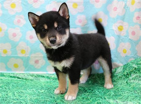 Casey--Wonderful Black/ Tan Female UABR