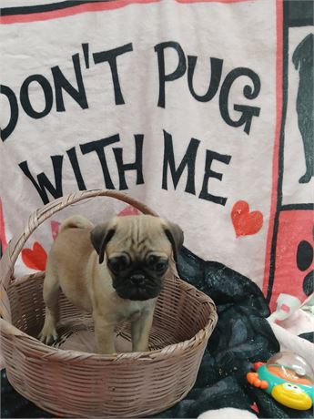 Beautiful Apricot Fawn Female Pug