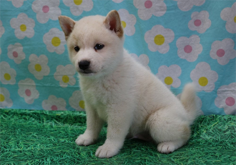 Clark--Handsome Cream Male UABR