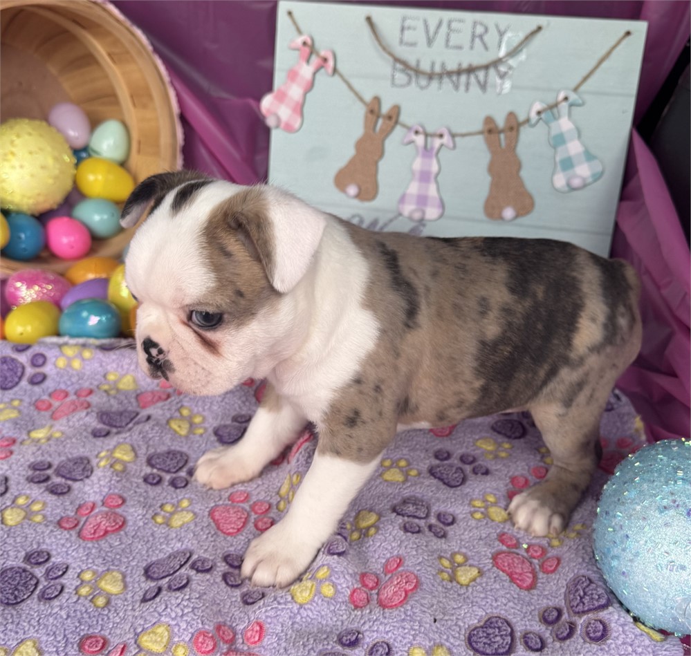 Unique Merle Female