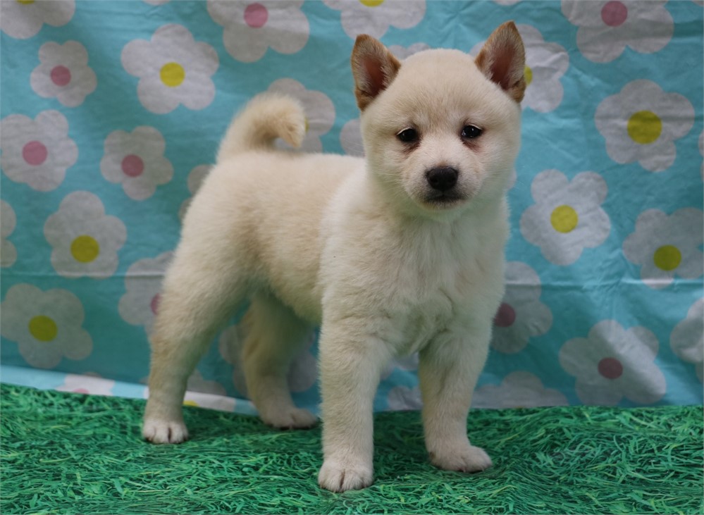 Candace--Awesome Cream Female UABR