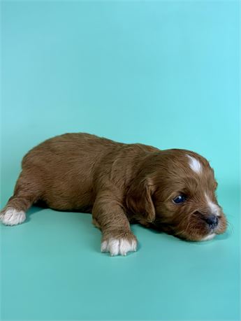 Cavapoos!!