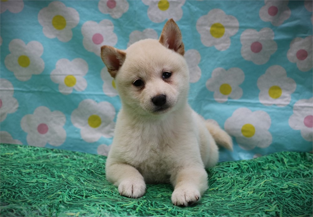 Candace--Awesome Cream Female UABR