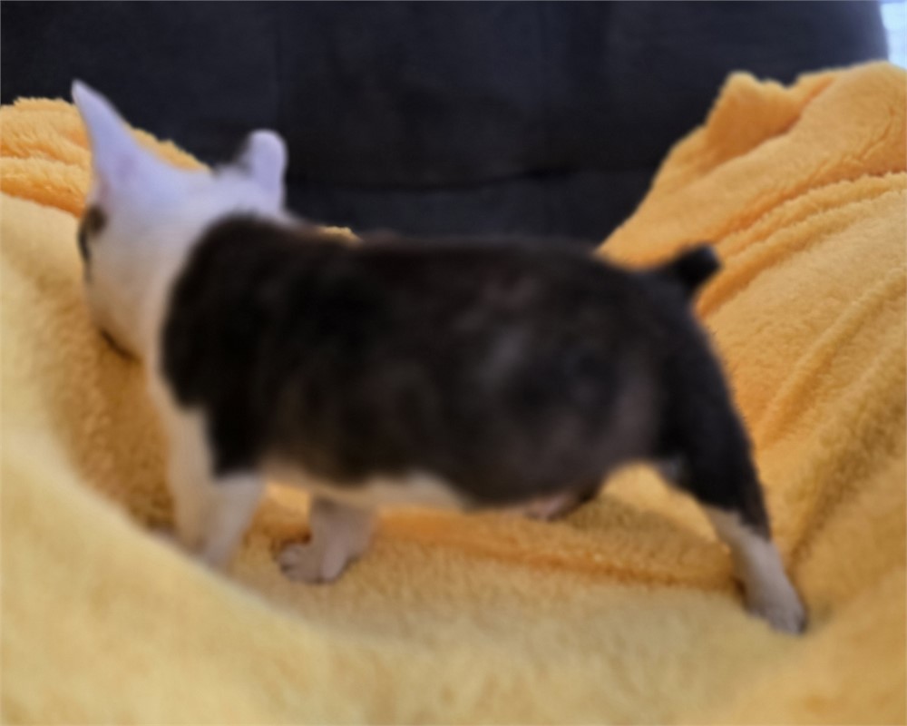 Male Boston Terrier/Corgi