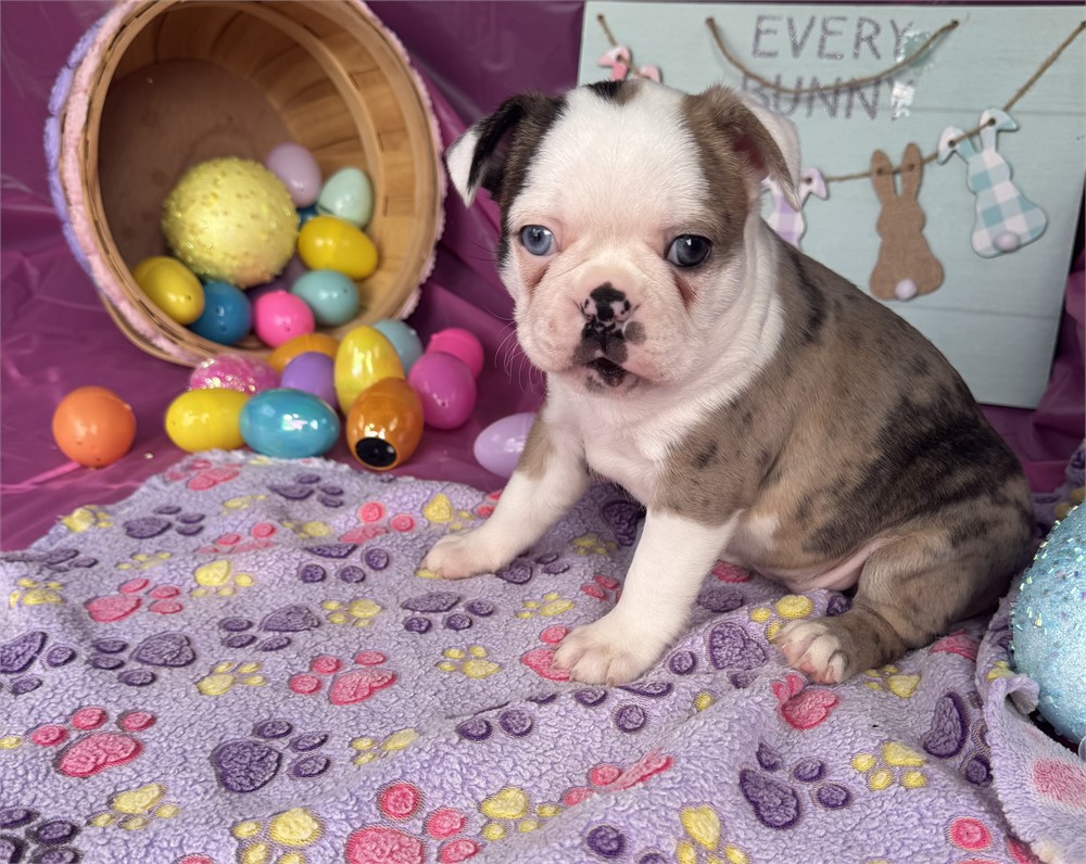 Unique Merle Female