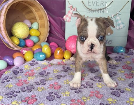 Unique Merle Male