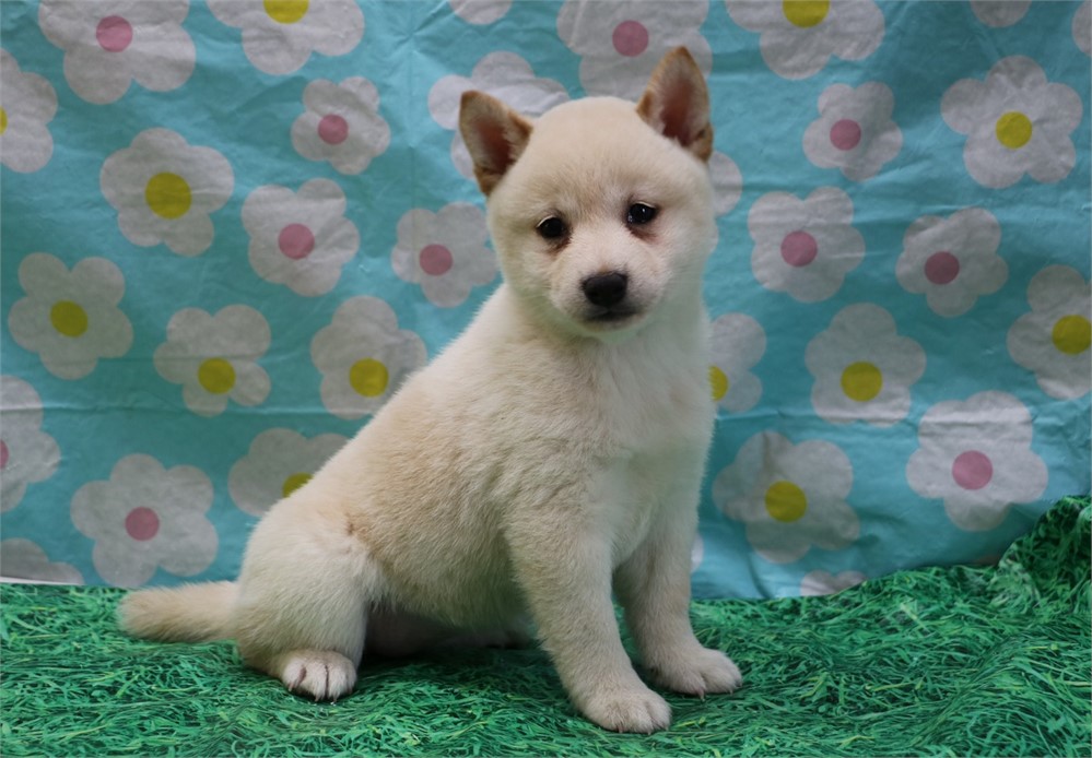 Candace--Awesome Cream Female UABR