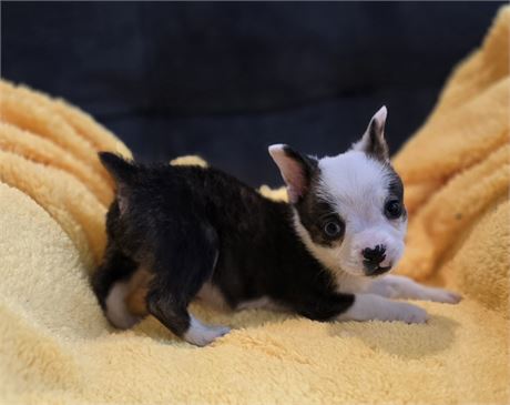 Male Boston Terrier/Corgi