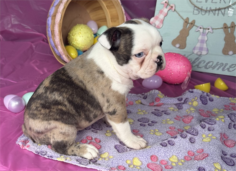 Unique Merle Female