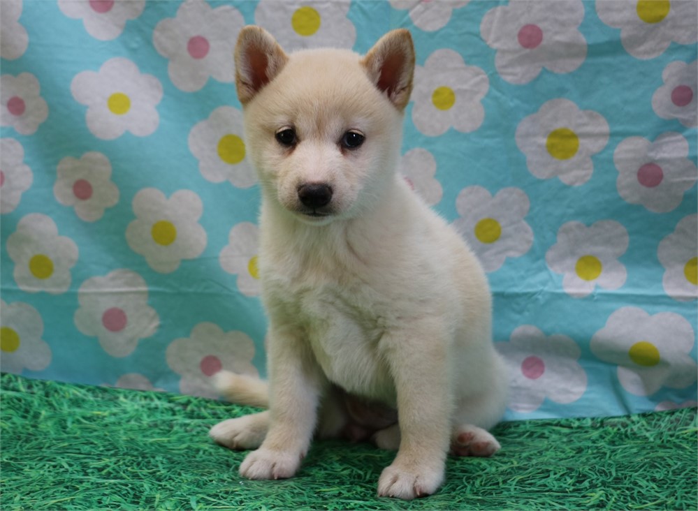 Callie--Beautiful Cream Female UABR