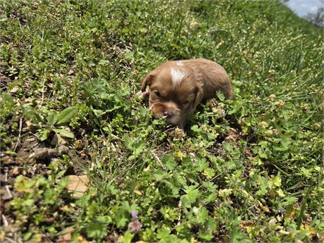 Cavi the Female Cavapoo Clean USDA