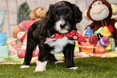 MINI AUSSIEDOODLE MALE 030