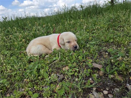 Ace APRI Labrador Retriever