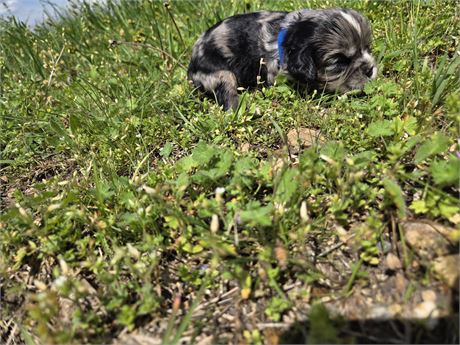 Blue the Male Cavapoo Clean USDA
