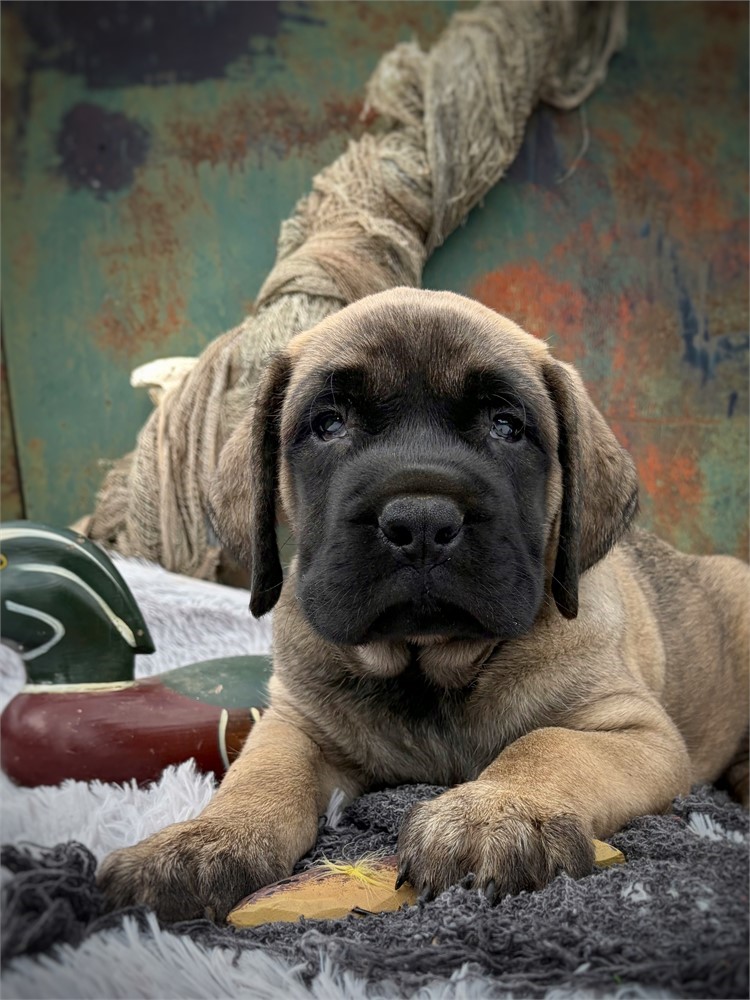 Koopa, Boy, English Mastiff