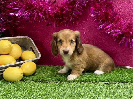 2.7lb Miniature Dachshund Female