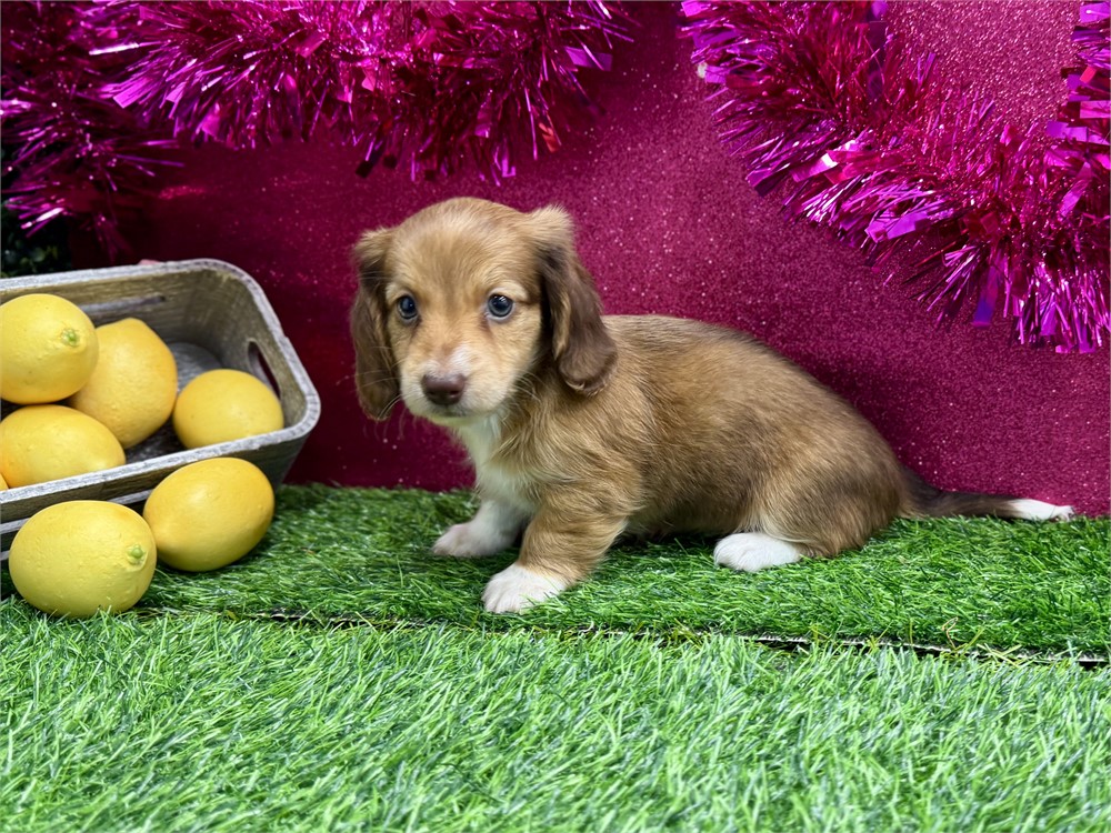 2.7lb Miniature Dachshund Female