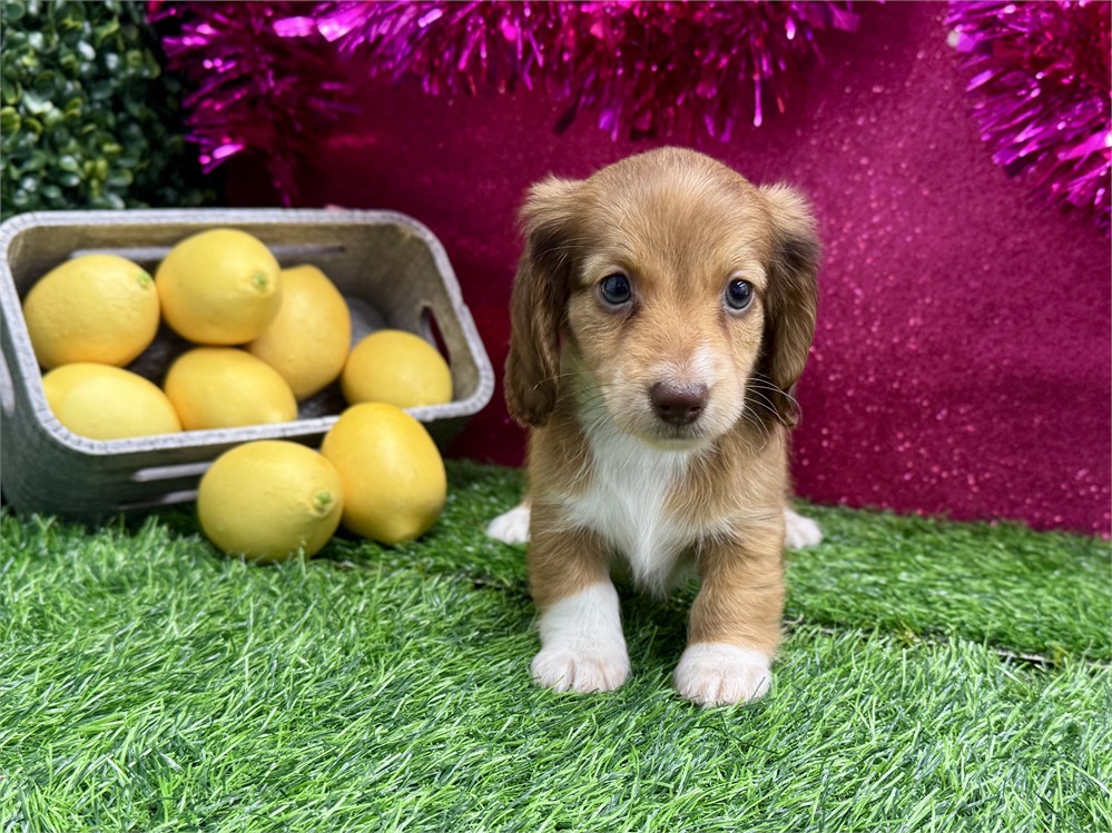 2.7lb Miniature Dachshund Female