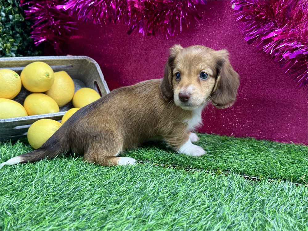 2.7lb Miniature Dachshund Female