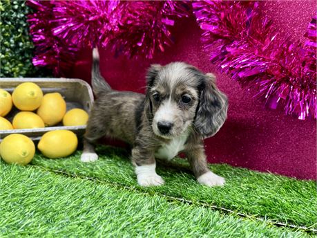 2.11 Female miniature dachshund