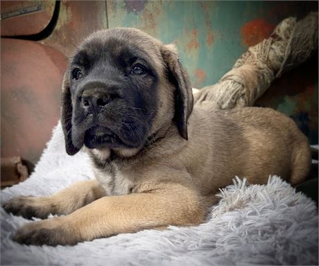 Toad, Boy, English Mastiff