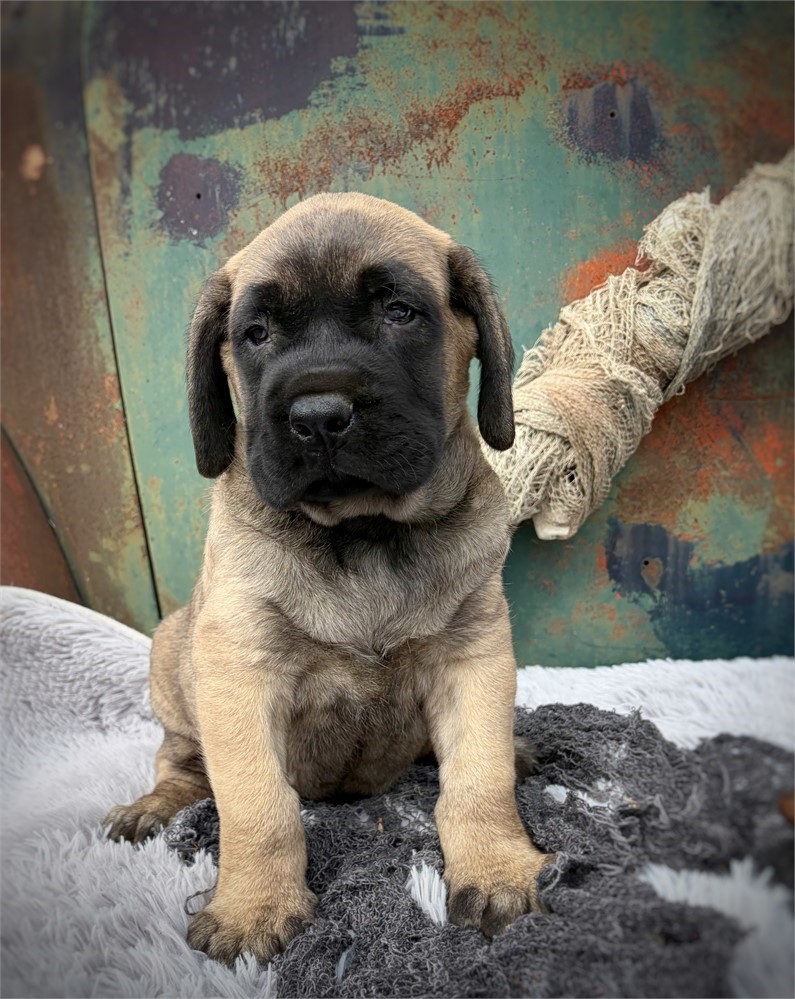 Koopa, Boy, English Mastiff