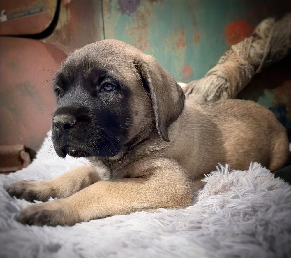 Toad, Boy, English Mastiff