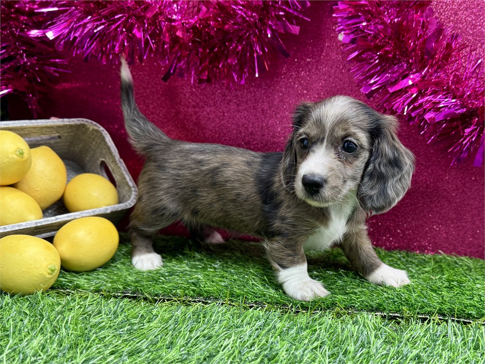2.11 Female miniature dachshund